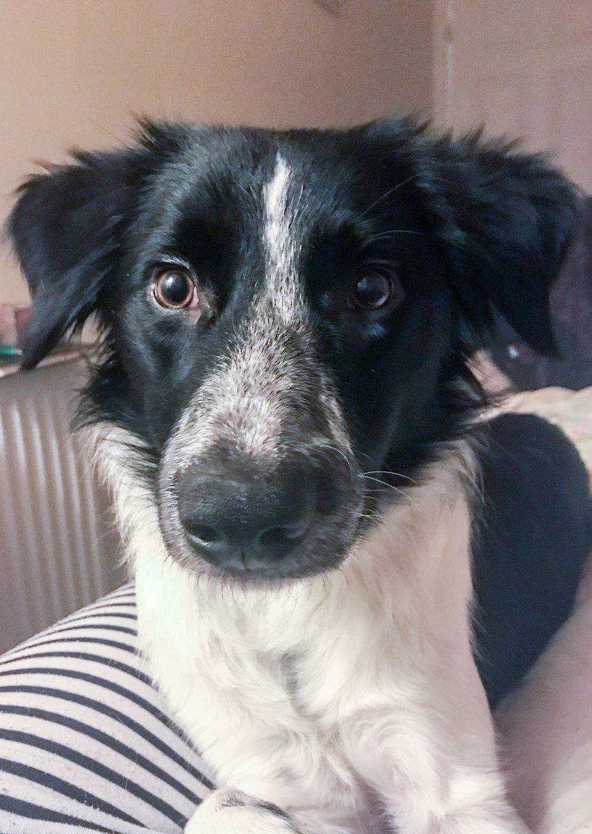 Kinda30Life's tweet photo. Cuddles with my beautiful girl #dogsoftwitter #bordercollie #puppylove ❤️💕 https://t.co/fRXLLcezO6