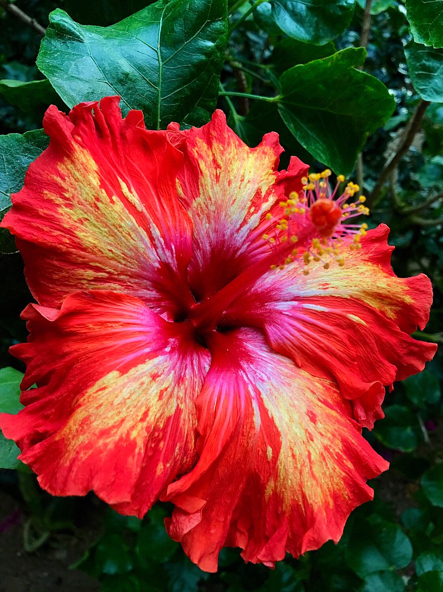 Cloudsailor 星羅の一日一花 Di Twitter ハイビスカス 和名ブッソウゲ 仏桑華 扶桑花 沖縄では赤花 マレー語でブンガ ラヤ 日本では戸外では夏から秋に咲くが ほぼ周年開花するマレーシアでは国花 Hawaiian Hibiscus China Rose Hibiscus Rosa Sinensis