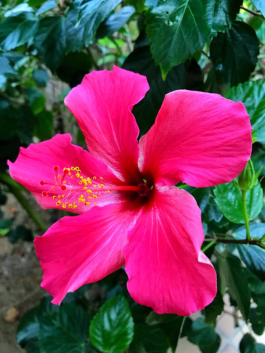 Cloudsailor 星羅の一日一花 ハイビスカス 和名ブッソウゲ 仏桑華 扶桑花 沖縄では赤花 マレー語でブンガ ラヤ 日本では戸外では夏から秋に咲くが ほぼ周年開花するマレーシアでは国花 Hawaiian Hibiscus China Rose Hibiscus Rosa Sinensis