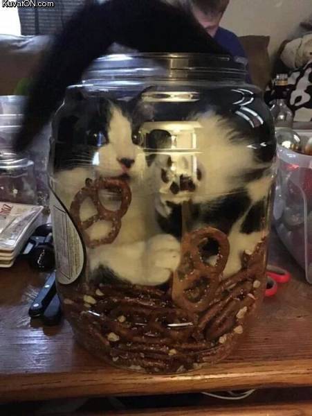 YsonGatitos™ (@ysongatitos) on Twitter photo 
