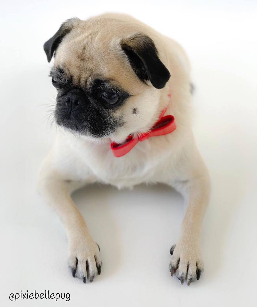 pixiebellepug's tweet image. First day back to work after Christmas break... need I say more? 😒😐😠
#whenissummer
.
#pixiebellepug #pugs #puglove #pugrules #pugnation #speakpug #worldofpug #pugbasement #pugsproud_feature #dogs #instagood #instalike #instadaily #thepugdiary #dailyf… ift.tt/2CvxkKA