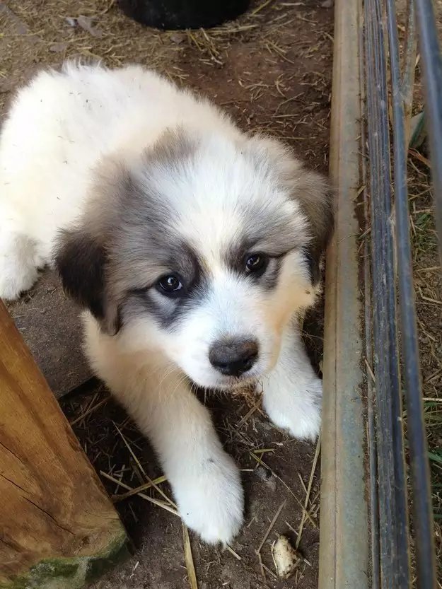 raj2k2017's tweet image. 