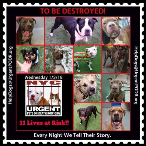 UrgentPart2's tweet photo. TO BE DESTROYED 01/03/18 - 
 
https://t.co/bSZf0a3q3X
 
To rescue a Death Row Dog, Please read...
https://t.co/6HYiqjrRYS https://t.co/npAAZDPCiI