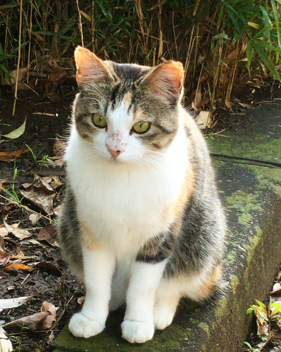 Chris みけねこばかり みけねこ 三毛猫 ねこ ねこ部 ネコ 猫 ニャン キャット 外猫 のらねこ 野良猫 のら猫 Cat Cats Neko Catloves Kitty 野良ちゃん 三毛ねこ Chris みけねこばかり みけねこ 三毛猫 ねこ ねこ部 ネコ 猫 ニャン キャット 外猫 のらねこ 野良猫 のら猫 Cat Cats Neko Catloves Kitty 野良ちゃん 三毛ねこ