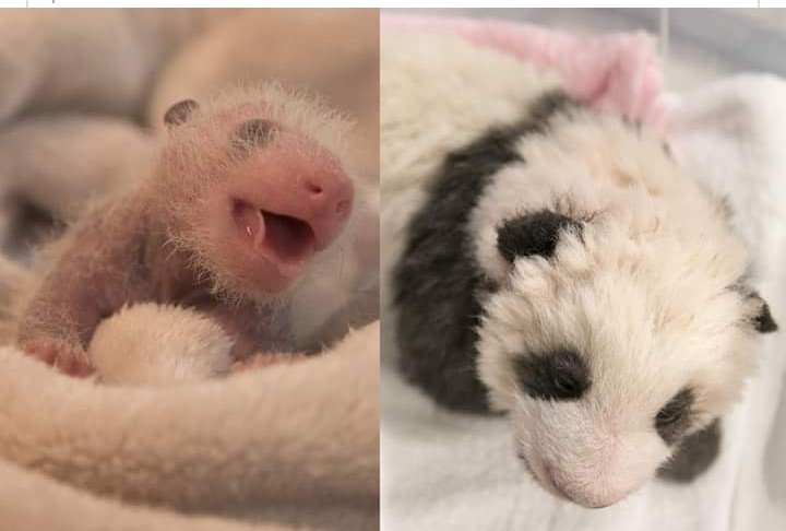 KatherineJoyce0's tweet photo. Omg one of the most adorable things I've ever seen 🐼 I want one 😍 😍 😍 cuteness over load #furbaby #cute #iwantnow https://t.co/kCLQYfQfTb