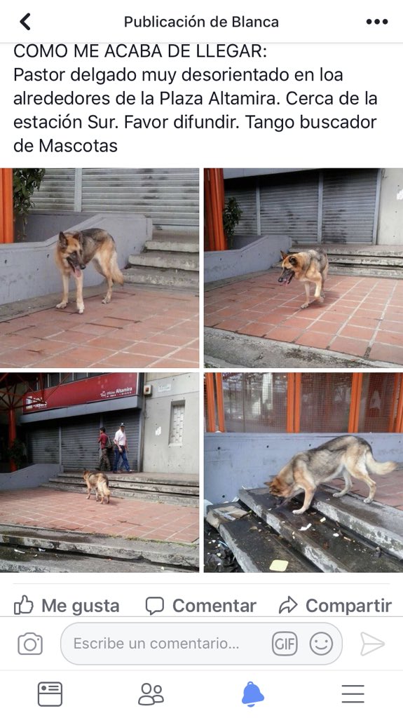 PerroUsuario's tweet photo. #EXTRAVIADO o Abandonado RT @ygvazquez: Favor difundir https://t.co/H1uZNPEcZk