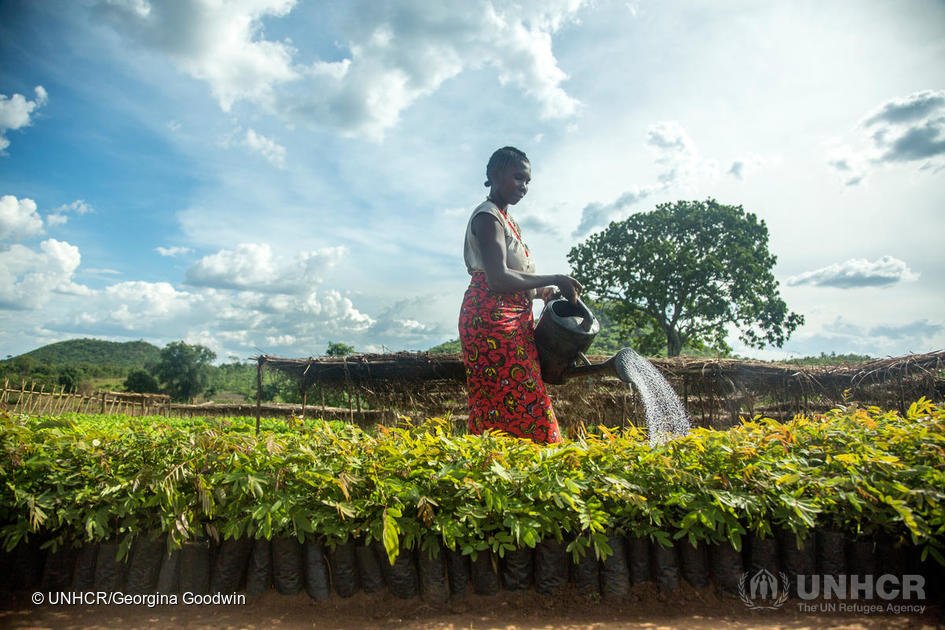 Un Refugee Agency On Twitter This Tree Planting Nursery Provides Un Refugee Agency On Twitter This Tree Planting Nursery Provides Jobs And Resources For Refugees In Tanzania Https T Co Ghlaxyqxqt
