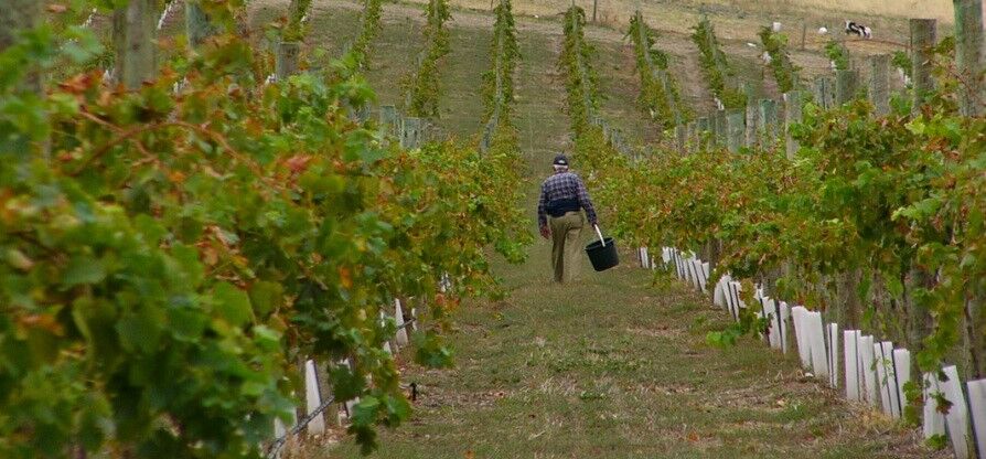 zerellawines's tweet photo. Family is everything at Zerella Wines - Jim is very proud of his heritage and appreciative of the journey his grandfathers' embarked on. #zerella #zerellawines #vineyard #mclarenvale https://t.co/xMDDlLMt7V