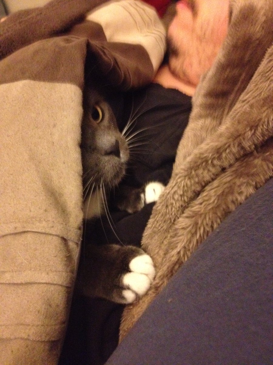 firstmeowcom's tweet photo. Please remember to keep our fury loved ones warm! Lets keep hashtag  #warmpets going! #CatsOfTwitter #rescue #WarmThoughts #warmth #catlover #CatLoversUK #RetweeetPlease #RETWEEET https://t.co/wcV4UH4eQq