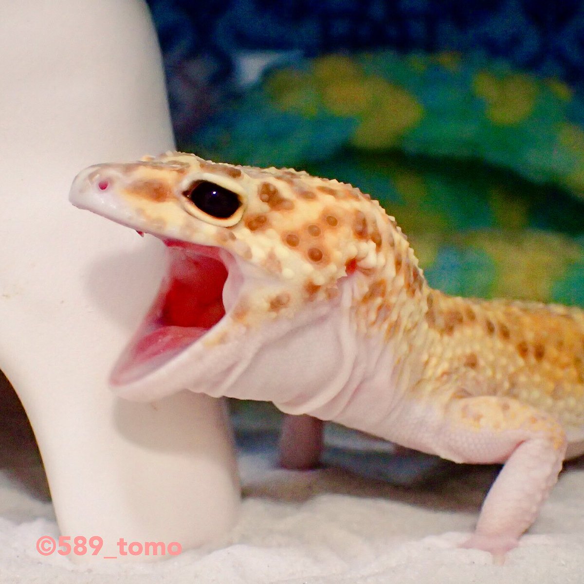 Kohaku 大あくび Leopardgecko ヒョウモントカゲモドキ レオパードゲッコー 爬虫類 かわいい いやし