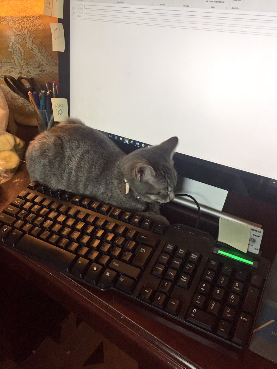 realMarlonBundo's tweet photo. Last summer, #FirstKitten Hazel Pence went looking for a Nuclear Button in the White House, but didn't complete the task because she fell asleep on a keyboard.
Not everyone is cut out for working in the West Wing. https://t.co/OQCGzs5IiJ