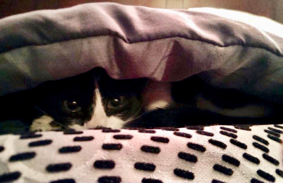 JustMePixie's tweet photo. When itβs that cold out
This is how far u get π
π #MsDvaLoki having none of it ππ₯ https://t.co/EvYXzip3mx