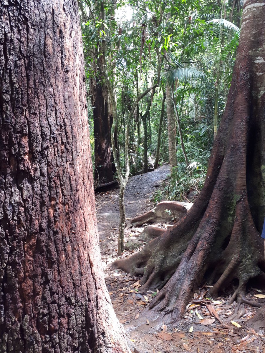 Looking for Australian animals in the rainforest and Springbrook national park today #waterdragons #kangaroo #koala