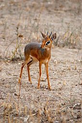 Instead of unsolicited dick pics, can I have unsolicited dik-dik pics? https://t.co/peFniIEdGB<a href="/tag/selfportrait"class="tags"><span>#selfportrait</span></a><a href="/tag/nohands"class="tags"><span>#nohands</span></a><a href="/tag/lookmom"class="tags"><span>#lookmom</span></a><a href="/tag/newprofilepi"class="tags"><span>#newprofilepi</span></a>