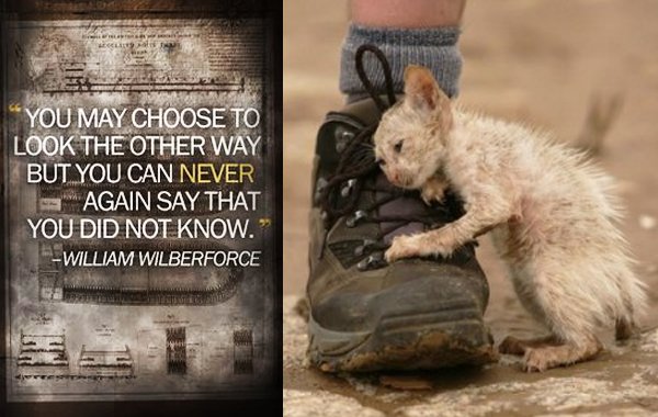 KeepLadyWarm's tweet photo. "The greatness of a nation is measured by how it cares for its most vulnerable." #VetsResist #DemForce #BeKindToKittens "You can tell a person's character by how he/she treats children, animals &amp; wait staff." #quotes #cats #squidfingersays #KeepTheFaith #TheRESISTANCE #FBResist https://t.co/hUfm1NfFGJ