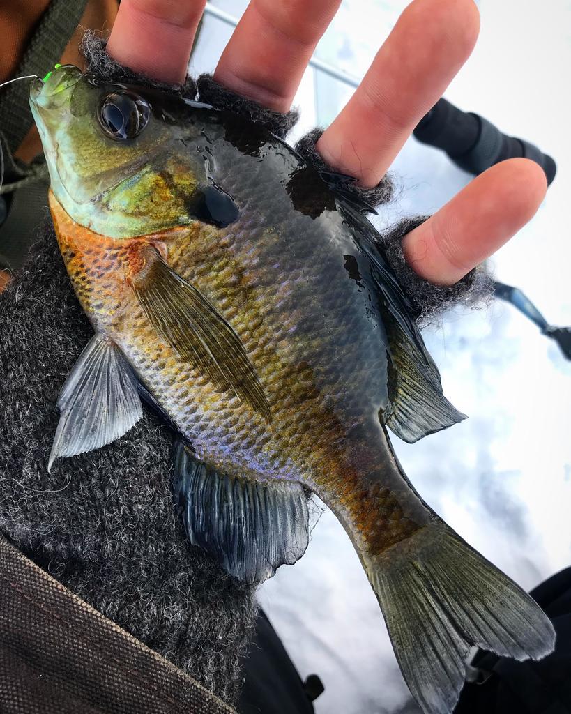 fishingbuzzlife's tweet photo. First fish of the new year and first ever through the ice! The cold water gives these bluegill some incredible color. #fishing https://t.co/Remk0JJ4ku