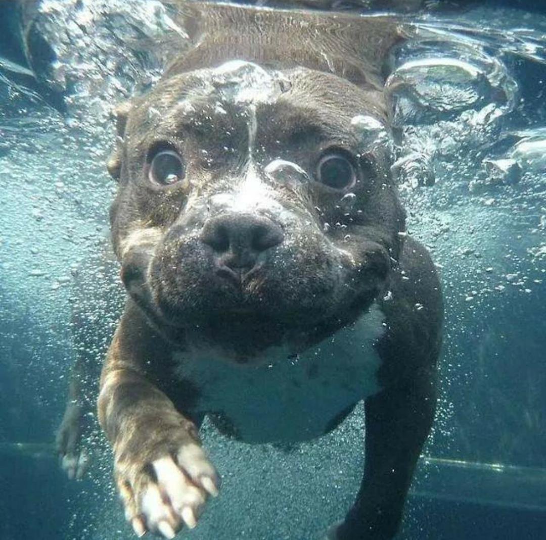 PitbuIIs's tweet image. 