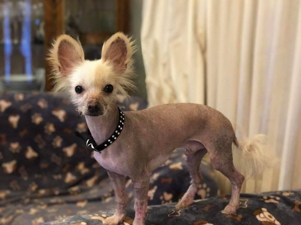 dogsangelsIRE's tweet photo. Little Chinese Crested boys in need of love, they came into our care in such a terrible state not tto long ago. They are the cutest little babes
#AdoptDontShop #RescueDogs #ChineseCresteddogs https://t.co/83moxv5MTU