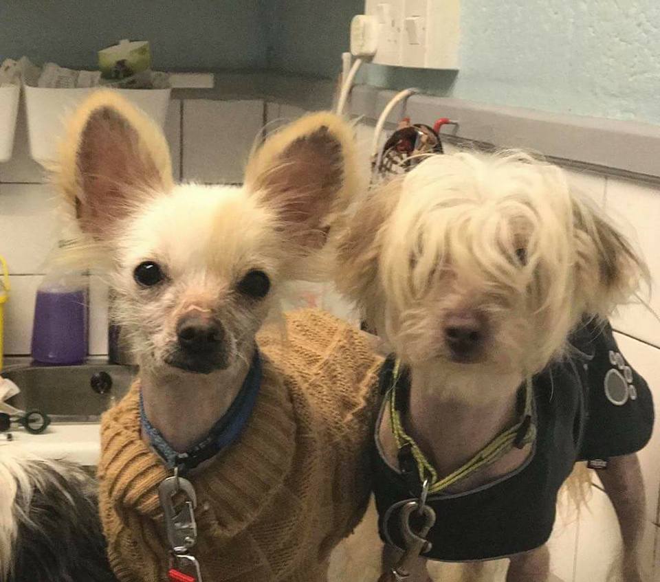 dogsangelsIRE's tweet photo. Little Chinese Crested boys in need of love, they came into our care in such a terrible state not tto long ago. They are the cutest little babes
#AdoptDontShop #RescueDogs #ChineseCresteddogs https://t.co/83moxv5MTU