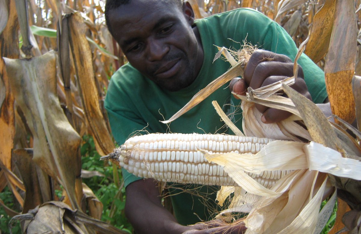 We are providing self-sustaining food to families through agriculture in the Macha region of Africa.