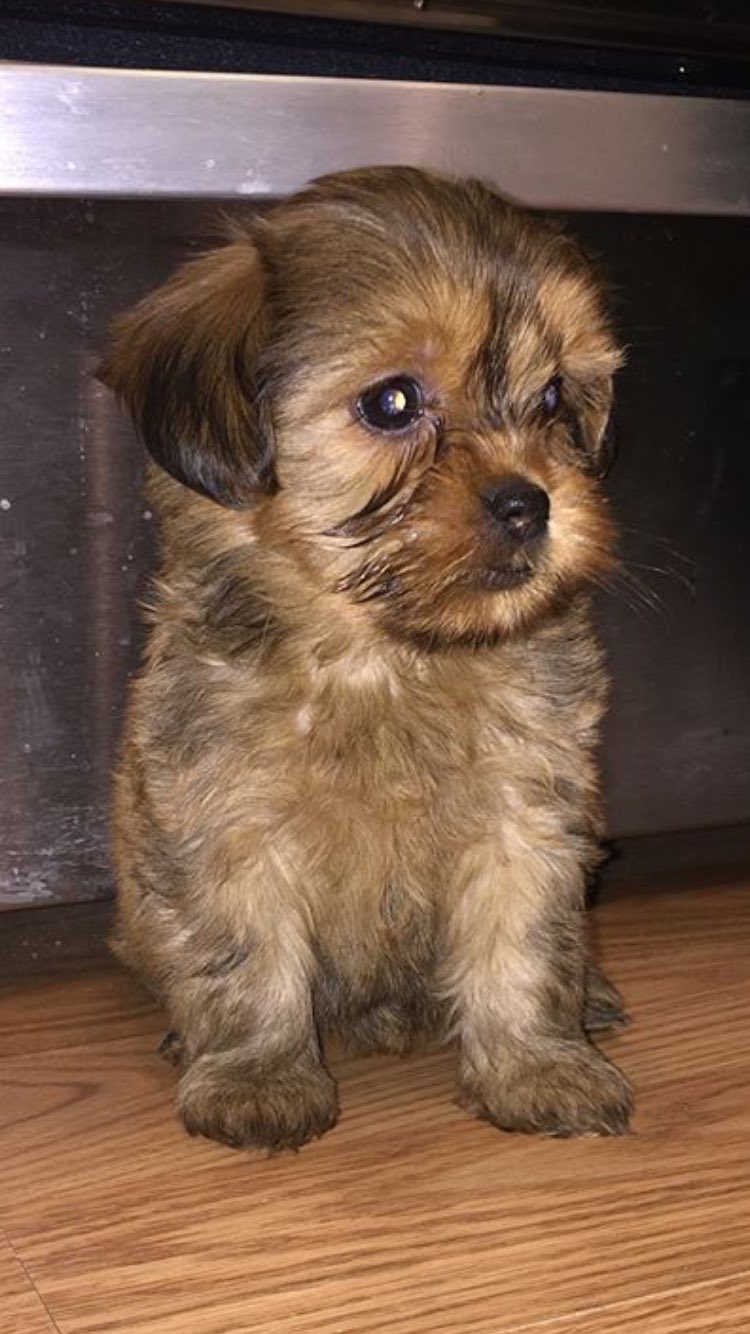 Shih tzu and hotsell yorkie mix puppies