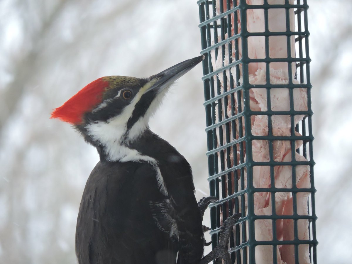 Jennifer Cornick On Twitter Our Pileated Woodpecker Visitor