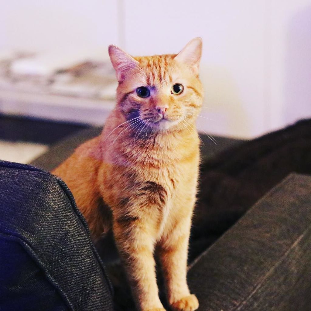 HeyNachoCat's tweet photo. Treats pwease 😍😍😻😻❤️ cute .
.
.

#heyquesocat #nachoandqueso #cat #cats #catsofinstagram #catstagram #kitty #pet #pets #animal #petstagram #photooftheday #ilovemycat #instagramcats #catoftheday #lovecats #meow #catlove #instacats #catlover  #orange #catslife #weeklyfluff… https://t.co/ylsL0APz5j