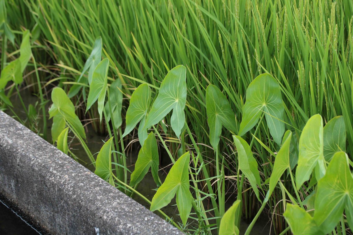 Yama クワイ オモダカ科 Sagittaria Trifola Caerulea スーパーで見つけたクワイの塊茎 おせち料理として食べる縁起のよい食べもの 水田雑草オモダカの栽培品種 近所の水田では 稲のはしっこにちょこっと植えて育てているのを見かけます 掘り