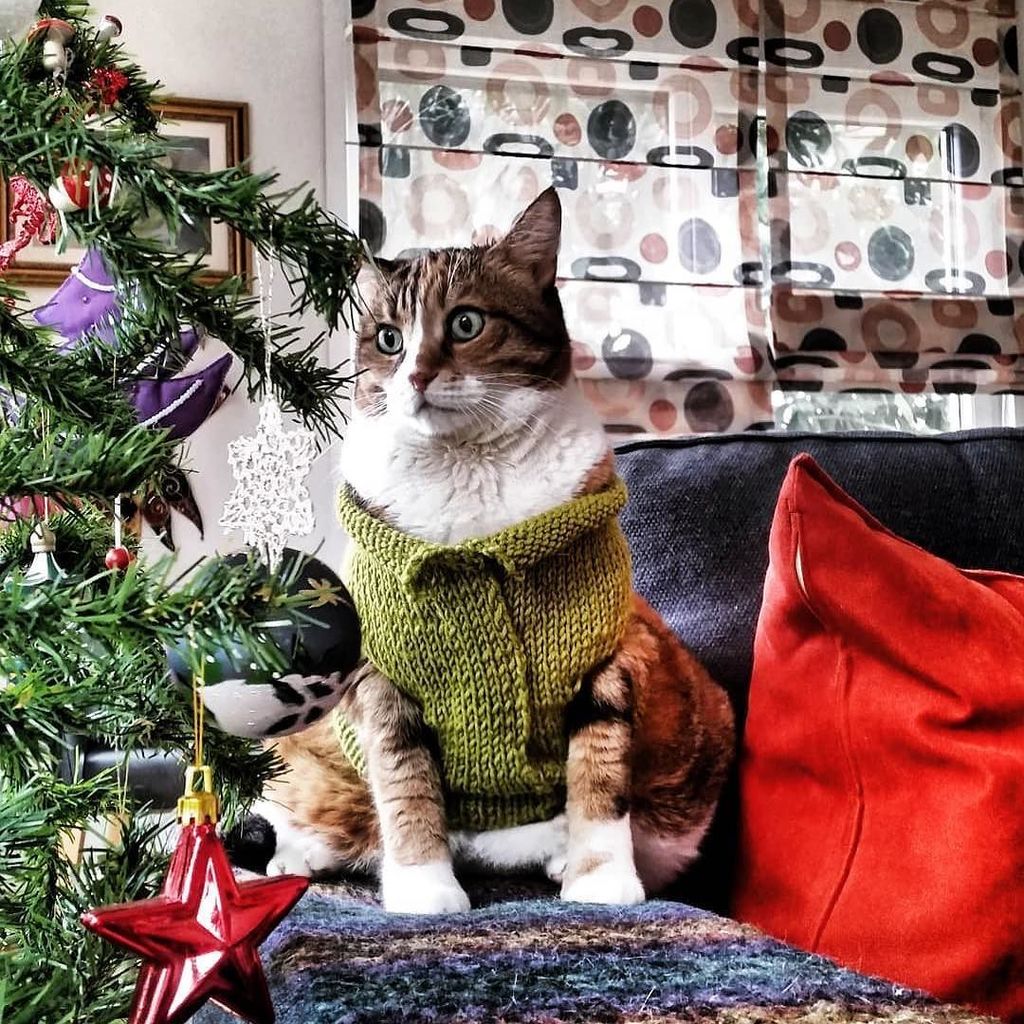 "Your face when you stand on the scale after the Christmas. 😹" #koukineko by @acatcalledtequila
.
Royal Kittens are curated posts of our fans interacting with us on social media. Use our hashtag to get featured!
.
.
.
.
.
#cat #catsofinstagram #cats … ift.tt/2Ce4ZVR
