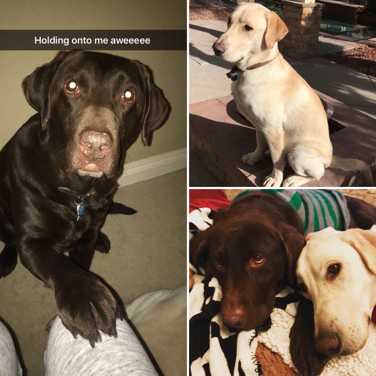 ourbuddyboy's tweet photo. I haven’t had a chance to show off Buddy’s new brother. So here they are.... presenting Zeke. 1 year old / 92 lbs. #newyellowlab https://t.co/lb0zwR76Mu