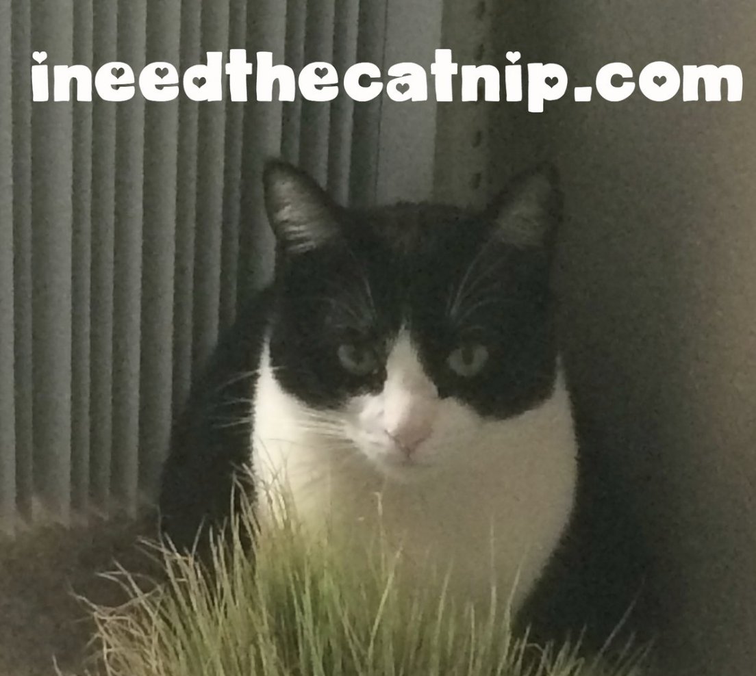 meowbook's tweet photo. OHHHHHH HEY U #ineedthecatnip #djlilycat #meow #cats #tuxedo #badkitty #meowmeow #gotcatnip #lily https://t.co/7lhfPZQLKR