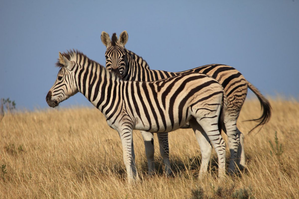Kruger_Park's tweet photo. Seeing them in person is even more magnificent.

#WildlifeWednesday https://t.co/QfAZo3Hn8O