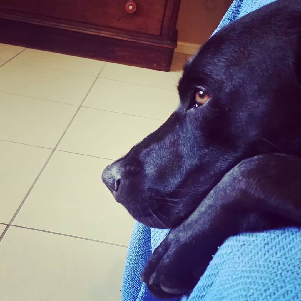 emriley0305's tweet photo. This is Gomez. While I was waiting for a violin lesson to finish, Gomez made himself comfy next to me on the couch. #friendlypet #CreatureComforts #igtotwitter #dogstagram https://t.co/PypNyGJMQF