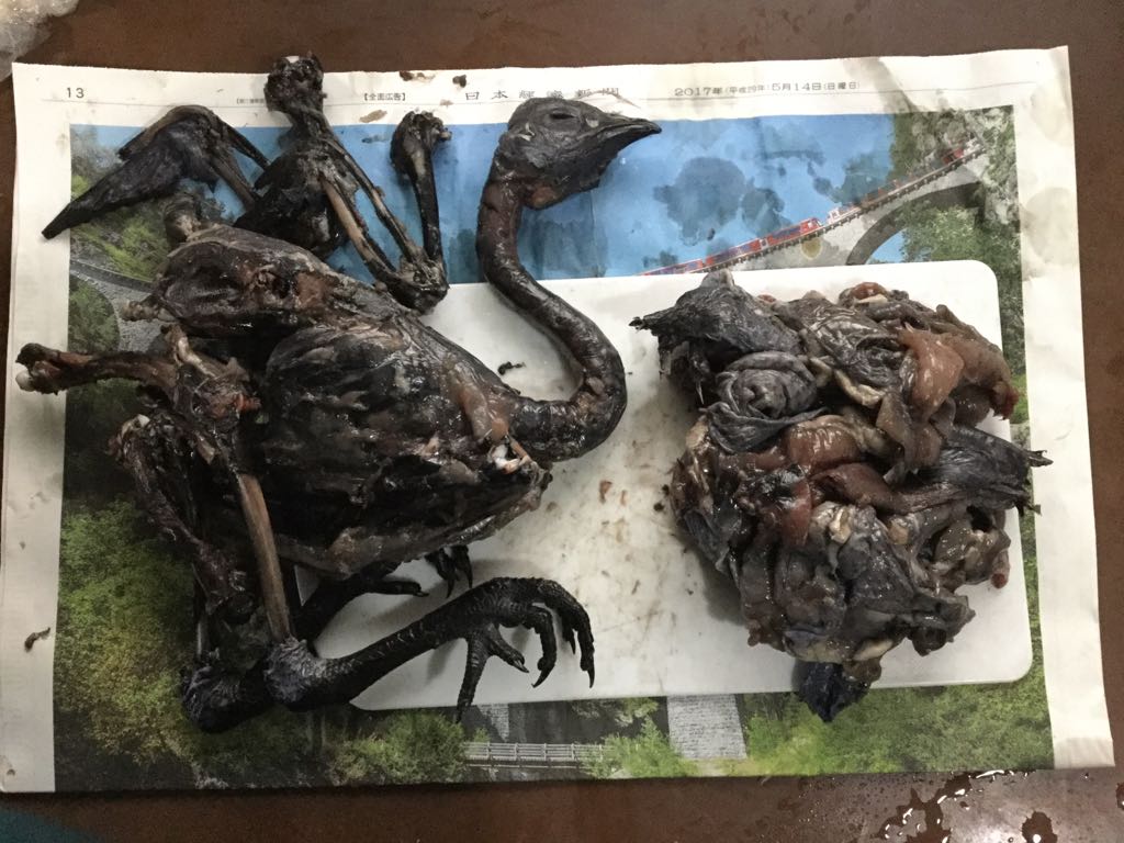 木登りヤギ ミッドサイエンティスト Twitterissa 烏骨鶏肉取り 骨表面を薄くぴったりと覆う骨膜が漆黒で 骨自体は思っていたほど黒くはなかった でも黒いは黒い 断面を見たい衝動に狩られる 時々博物館で見かけるように 綺麗にスパッと切断できる方法があれば