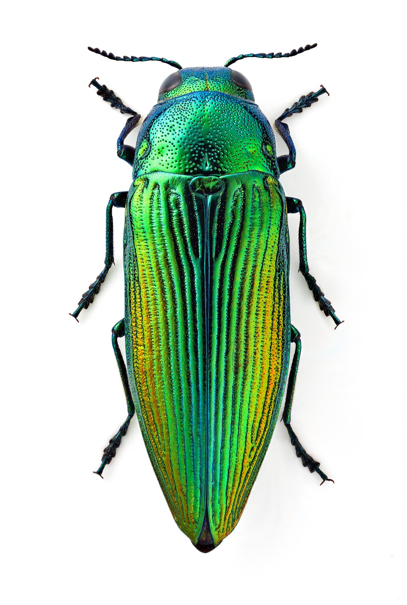 DSmYT98VMAAXuRa.jpg:large