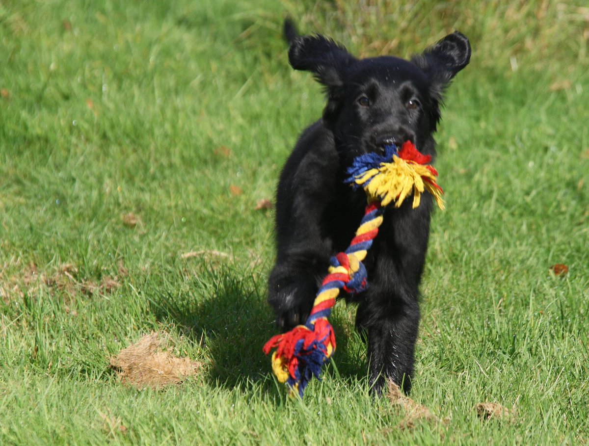 Smolke_voeding's tweet photo. Heeft jouw #hond zijn #puppypakket flostouw nog? https://t.co/y2CXIQW9j2 https://t.co/TJRQf7TEmJ