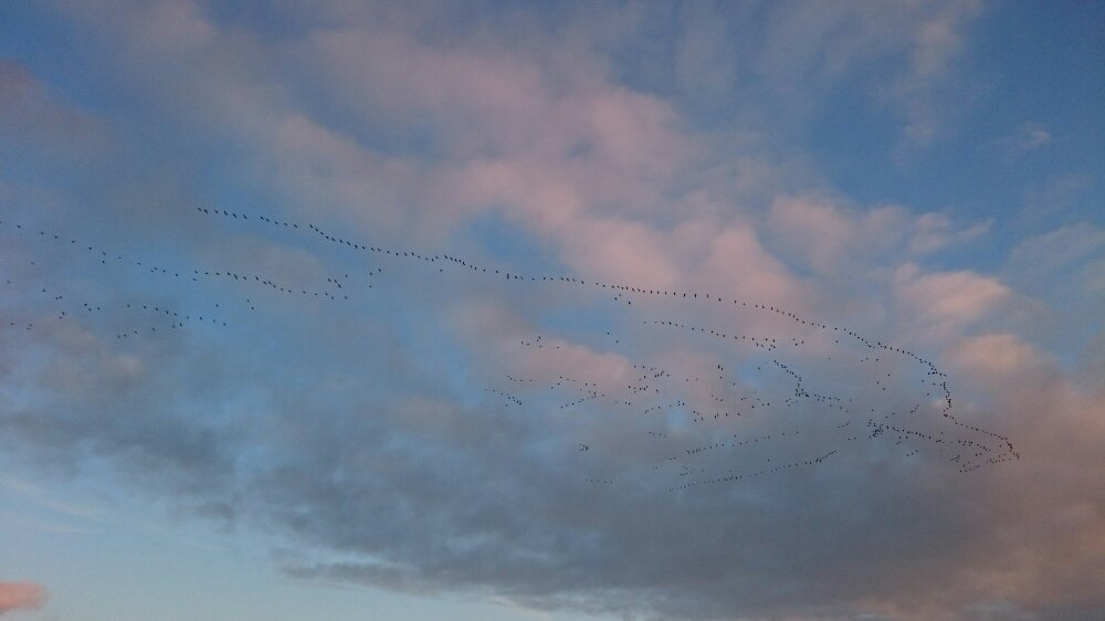 _PatMurphy_'s tweet photo. Moin Twittererererer!
#Wildgänse #Formationsflug #Nordfriesland
Photos: @_PatMurphy_ https://t.co/3lRHggA8Or