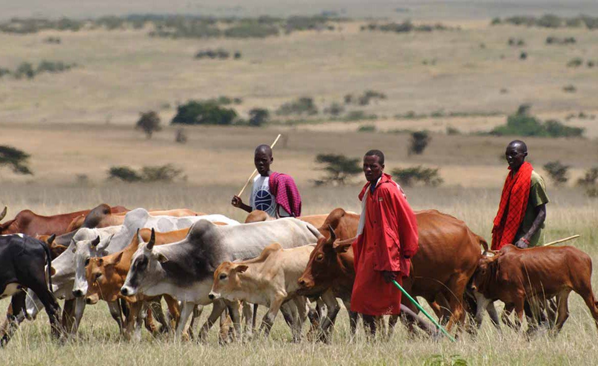 allafrica's tweet photo. Scores Killed in Suspected Attacks by Fulani Herdsmen in Nigeria https://t.co/gZUp69mSFh #Nigeria https://t.co/lDsWedTQxz