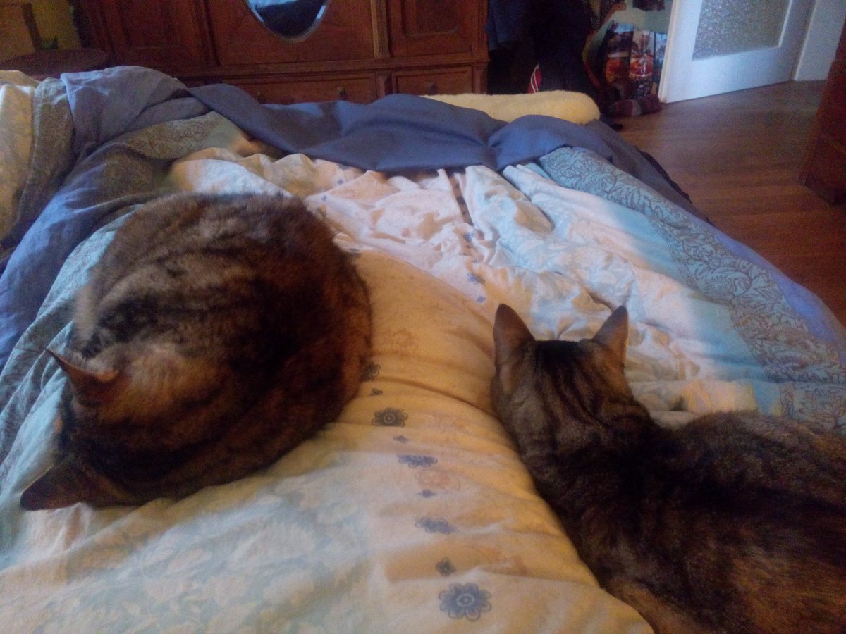JuliaKrohmer's tweet photo. Wenn man nachts um halb drei immer noch nicht schlafen kann, weil die #Katze neben einem so laut schnurrt. Und jetzt lassen sie mich nicht aufstehen... #catoverload https://t.co/girKTsDLDs
