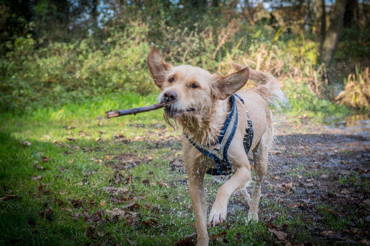 NTSpekeHall's tweet photo. Join us for a splashing time at Speke Hall! #lakesidefun #caninefun #welliewalks https://t.co/9WXNJKuk4b