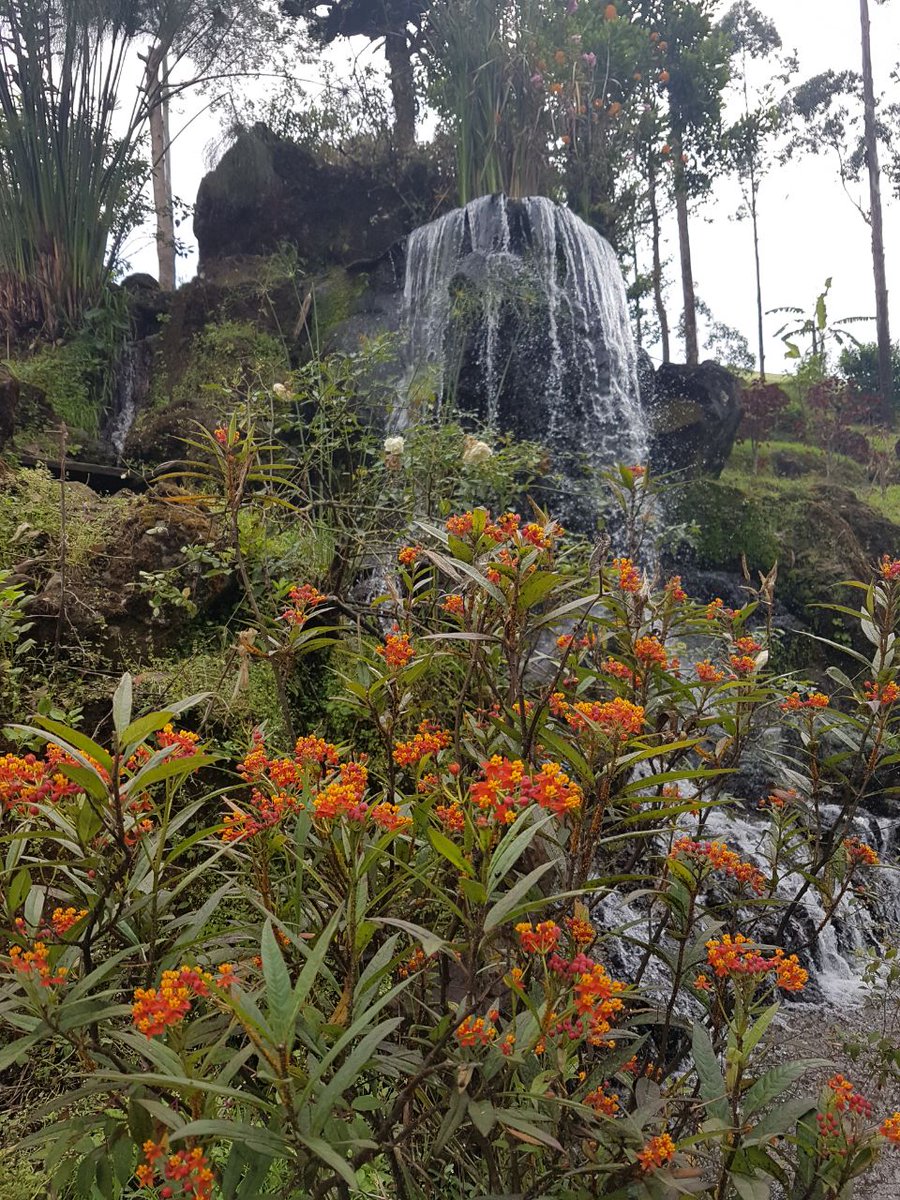 wisataagro8's tweet photo. Nikmati indahnya Curug Tilu di Agrowisata Rancabali Tea Valley, cocok bersantai menikmati air dan pemandangan, dan cocok jg buat prewedding serta berselfie dan wefie....  #curugtilu #rancabali #ciwidey https://t.co/735X64WI6J