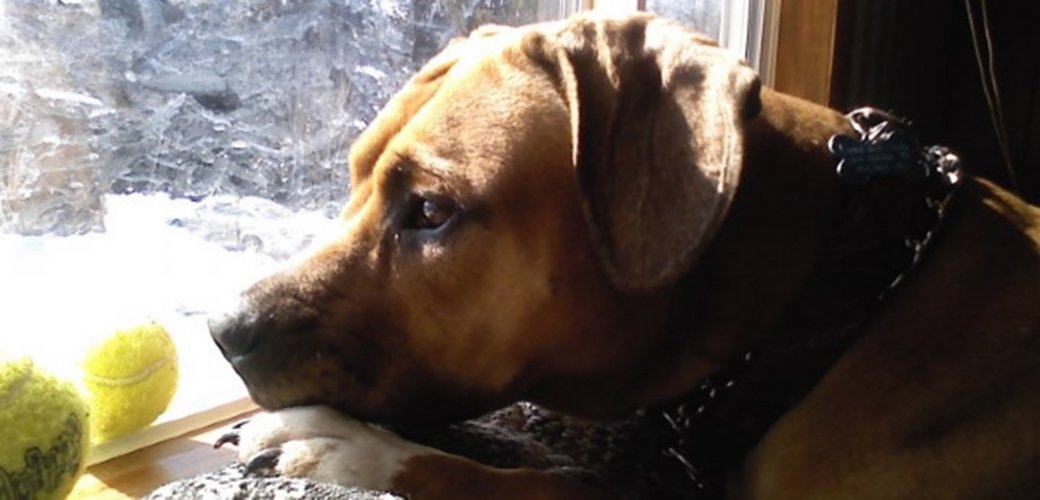 MrMarlonDesign's tweet photo. Make sure to keep your #pets indoors and safe during the upcoming #NewEngland #WinterStorm with these tips from the @ASPCA. https://t.co/hTrNIfhE9y #safety #BombCyclone https://t.co/jmi6Uf3xGU