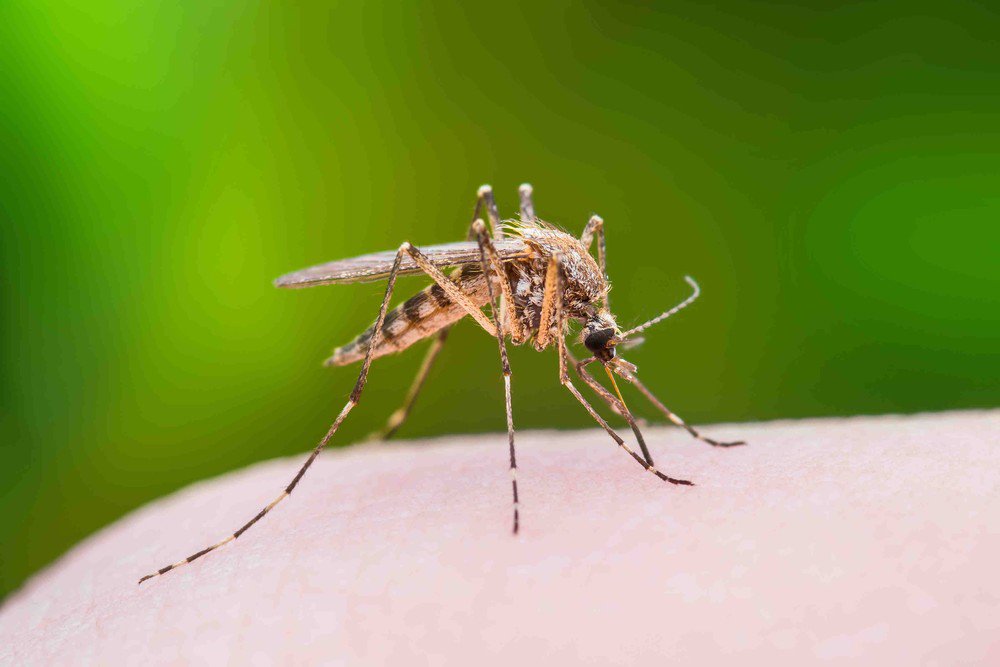 combatadengue's tweet photo. Taubaté vistoria casas para combater mosquito transmissor da dengue. Essa é a primeira ação de 2018 para o combate ao Aedes Aegypt. Confira: https://t.co/DIvShPkuRl https://t.co/7dcqWKozC3