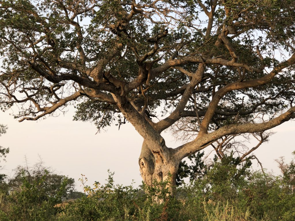 ashaleo's tweet photo. There’s only 2 places in the world where lions climb trees. Welcome to Ishasha in #Uganda 🇺🇬 Swipe through the photos and see just how well camouflaged they are in the boughs of the tree 🦁🌳👀 https://t.co/1IomkwzzkA