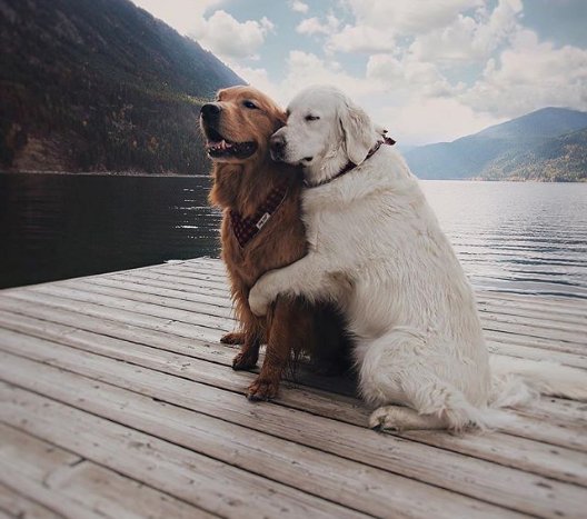 ravichahar27's tweet photo. Having a companion to support you is a really good thing. https://t.co/kvxZaqzyWb