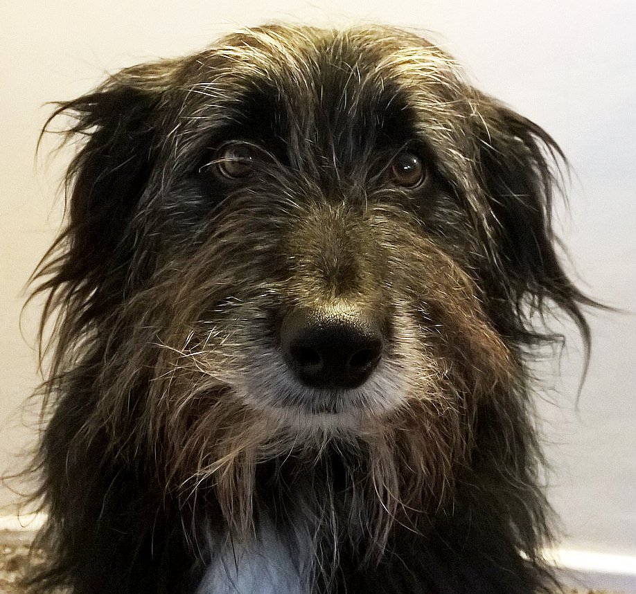 nagging doubt cuddly toy