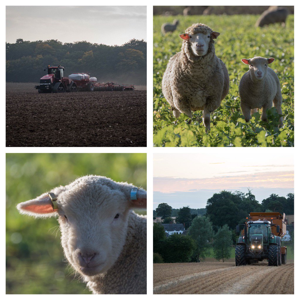 We have an exciting position available for a tractor driver/shepherd. It would possibly suit somebody looking to gain more experience. See ewdaviesfarms.co.uk/jobs/vacancies… for more details.
