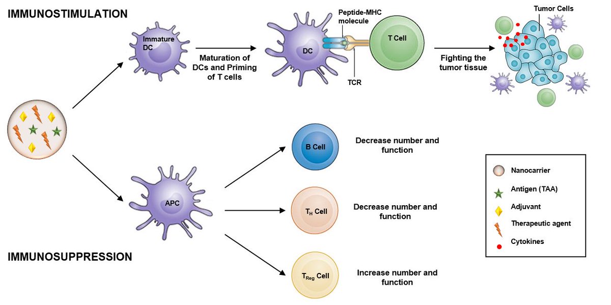 SantosLab_UMCG's tweet photo. 1st paper of 2018 just accepted #smallmethods: "#Immunostimulation and #Immunosuppression: #nanotechnology on the brink" (invited review), By F. Fontana, P. Figueiredo, T. Bauleth-Ramos, A. Correia, H. A. Santos* https://t.co/TElQGINVb8