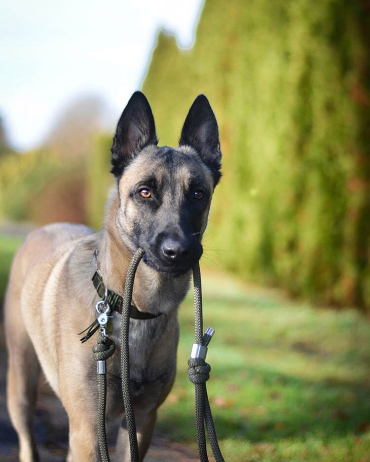 FrimousseDog's tweet photo. L’adorable Hagen (IG: kinai.gun_shepherd) avec son nouvel ensemble,  #Collier "Navy" et sa #laisse F’dog "kaki". Qu’il a reçu sous son sapin de #Noël ! 😊😘 ! #ptitsclientscheris #madeinfrance 
https://t.co/uBGAuzVXm8 https://t.co/lDGZSVb6W3