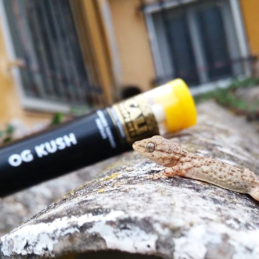 Cali_Terpenes's tweet photo. ↘ Repost @xandra_caliterpenes ↙
🍃🍃Welcome to the jungle - @Cali_Terpenes 🍃🍃 #caliterpenes #cali #terpenes #terpenos #ogkush #og #kush #terps #realterps #naturalterpenes #terpy #pureterps #topquality #terpenesprofiles #jungle #vape #dabs #mmj #thc #cbd #terpene #terpeni https://t.co/g9bwYxp7gZ